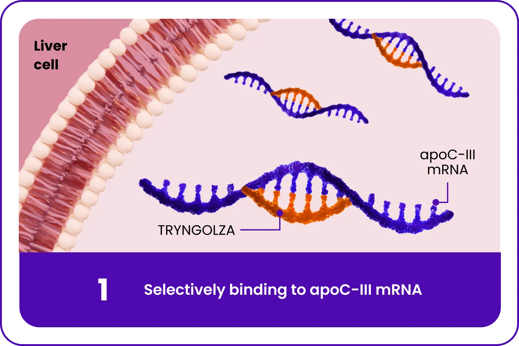 MOA Stage 1 Binding Carousel Image