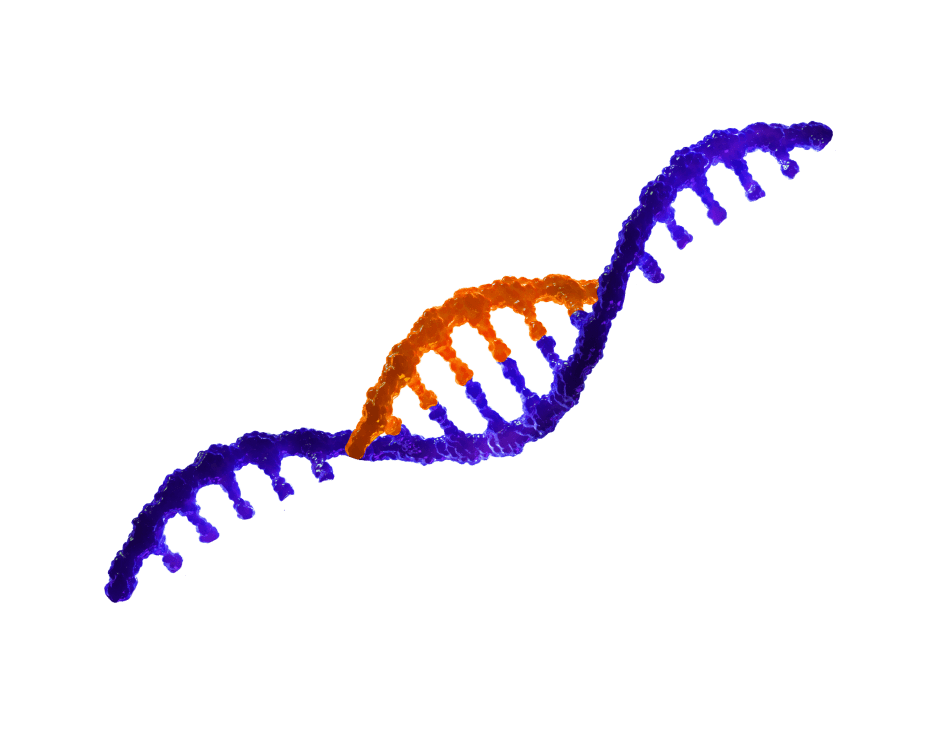 TRYNGOLZA & apoC-III mRNA Binding