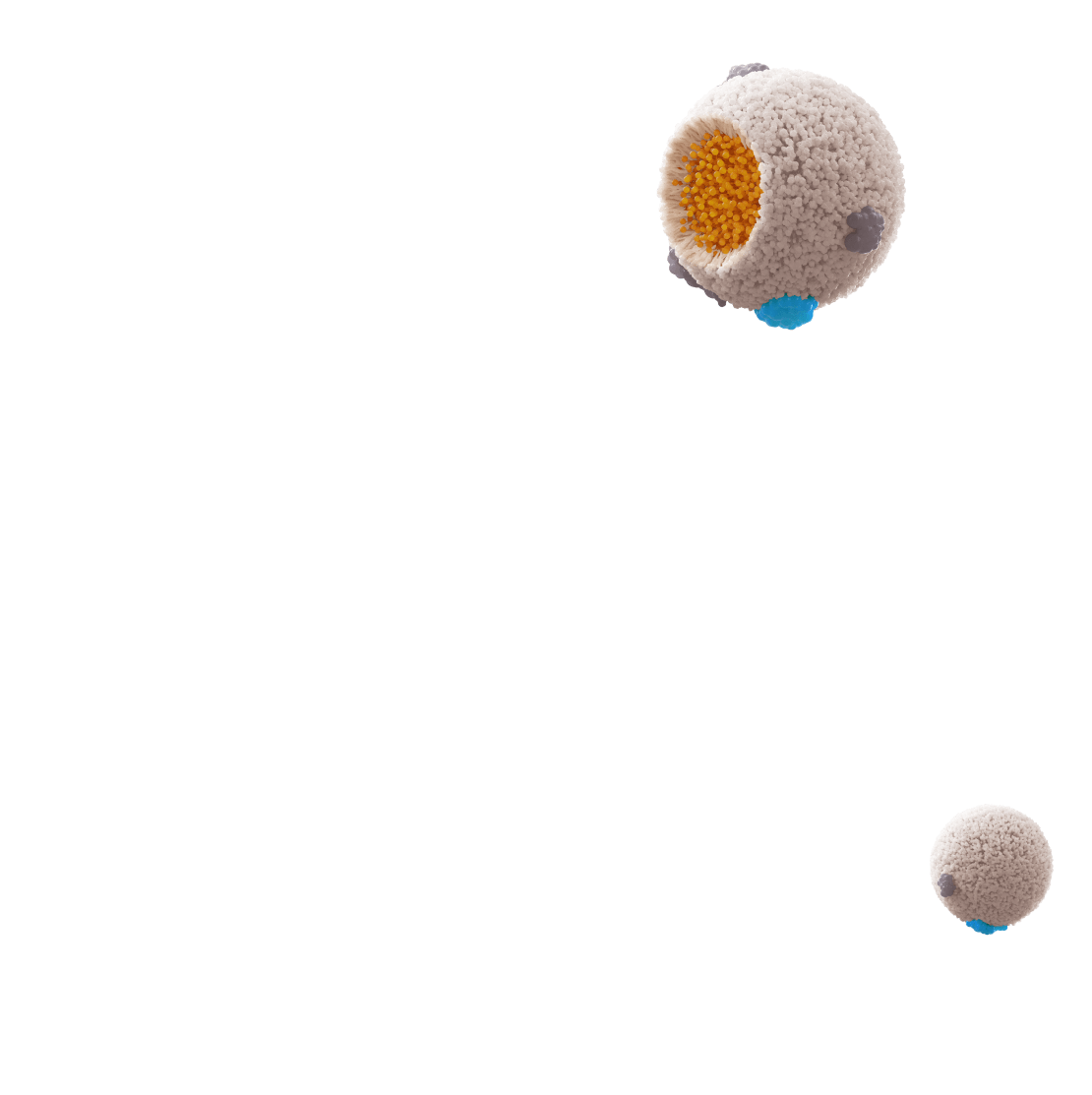 Chylomicrons cut through example showing triglycerides and apoB 48