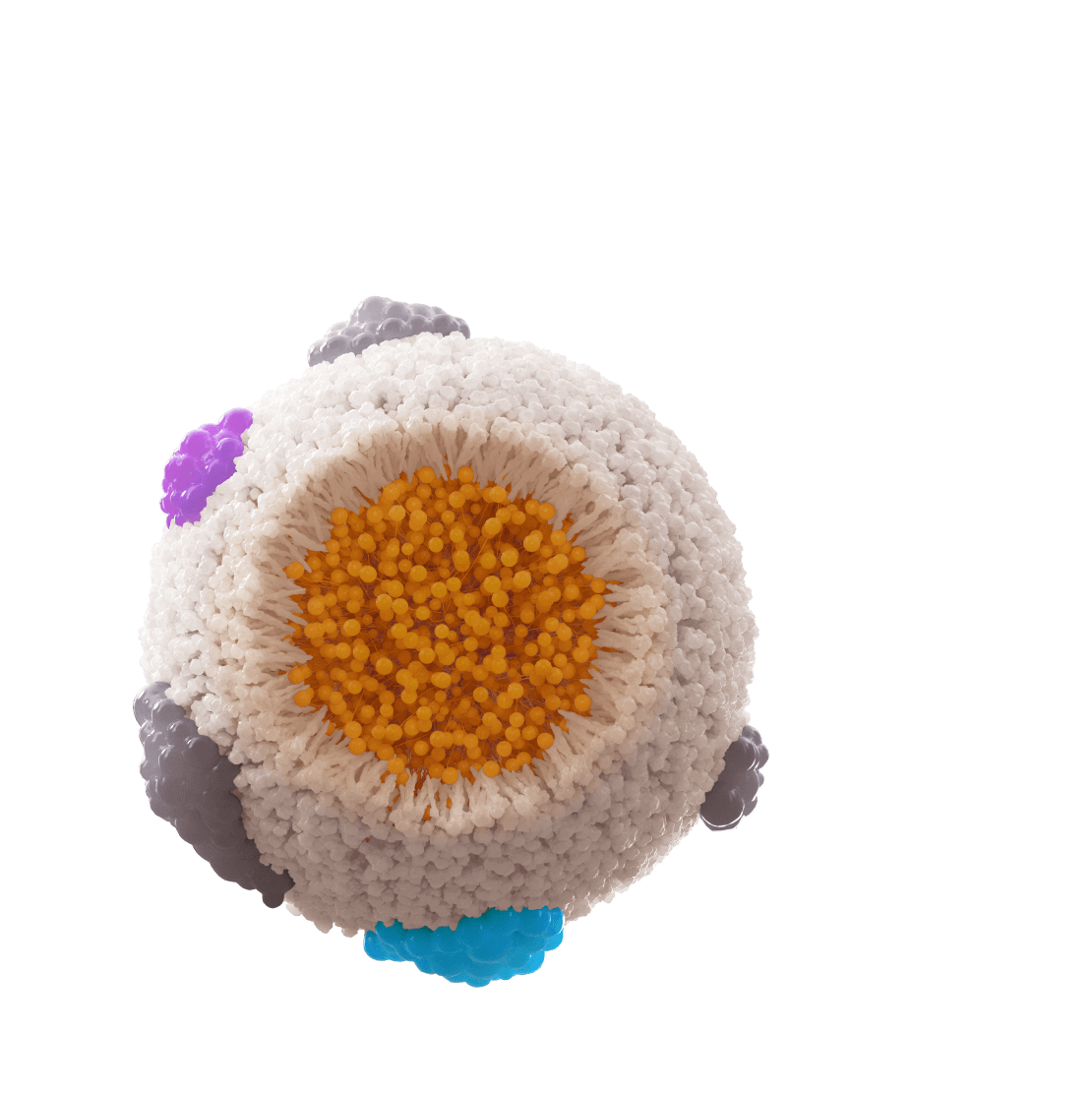 Chylomicrons cut through example showing triglycerides and apoB 48