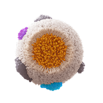 TRYNGOLZA & apoC-III mRNA Binding