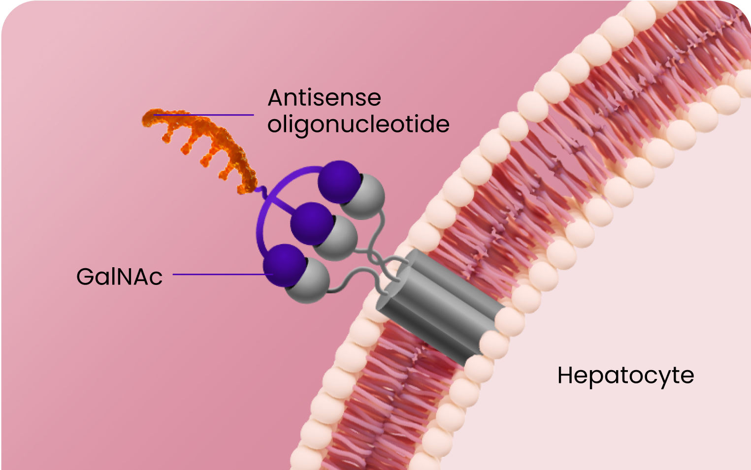 Illustration of TRYNGOLZA MOA Stage 1: Targeting Hepatocytes