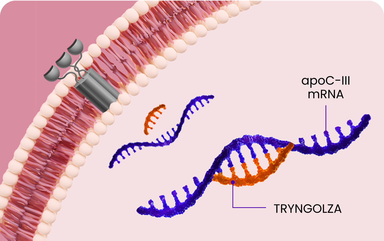 Illustration of TRYNGOLZA MOA Stage 2: Selectively Binding to apoC-III mRNA