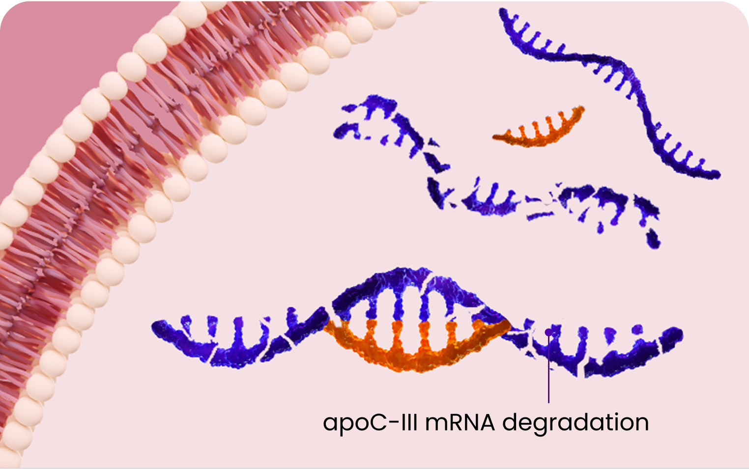 Illustration of TRYNGOLZA MOA Stage 3: Degrading apoC-III mRNA
