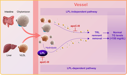 TRYNGOLZA Mechanism Of Action Graphic, Adapted from Gaudet 2014