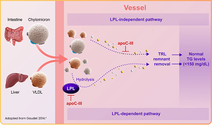 TRYNGOLZA Mechanism Of Action Graphic, Adapted from Gaudet 2014