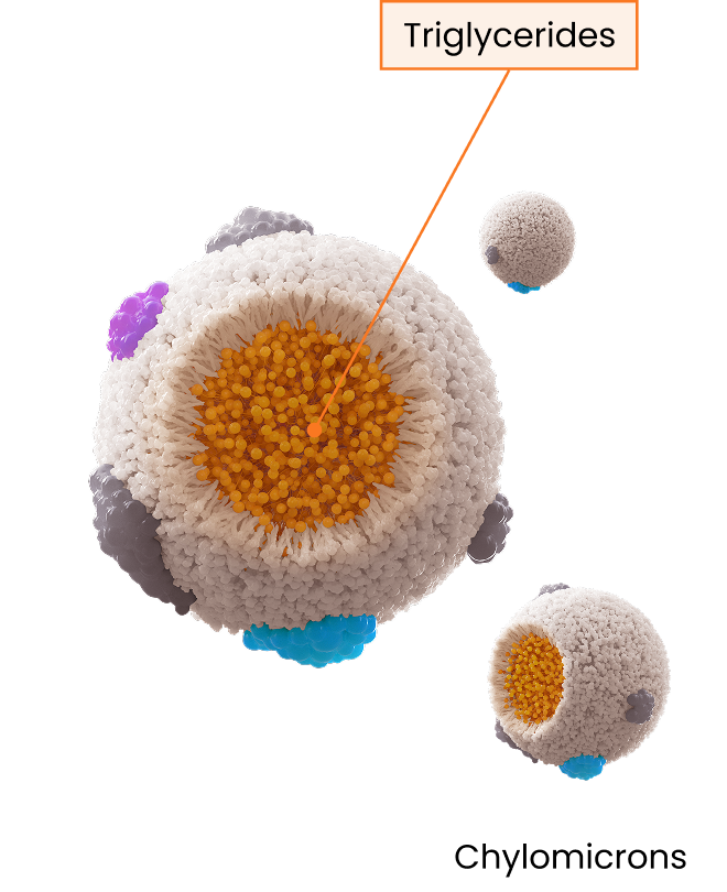 Triglycerides and Chylomicrons Diagram